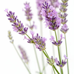 lavender flowers isolated on white