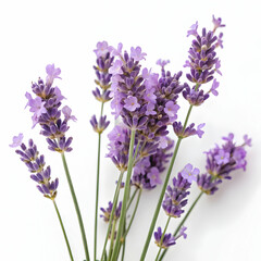 lavender flowers isolated on white