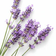 Obraz premium lavender flowers isolated on white