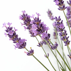 Naklejka premium lavender flowers isolated on white