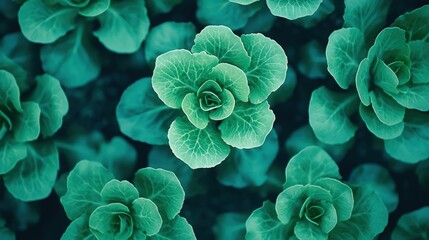 A vibrant garden bed featuring green oak lettuce in perfect rows.