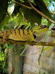 lizard on a tree