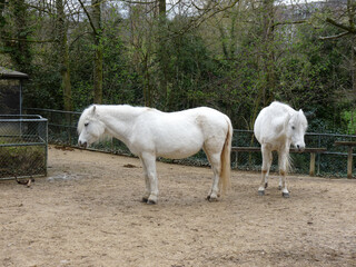 Switzerland, Basel, a white horse standing in front of a fence