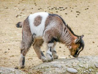 Switzerland, Basel, a small sheep that is standing in the dirt
