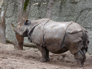 Naklejka premium Switzerland, Basel, a rhinoceros walking in an enclosure