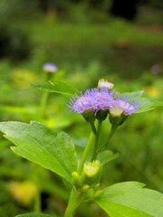 flower on the background