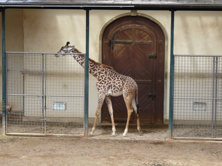 Switzerland, Basel, Zoo Basel, a giraffe walking next to a fence © SkandaRamana