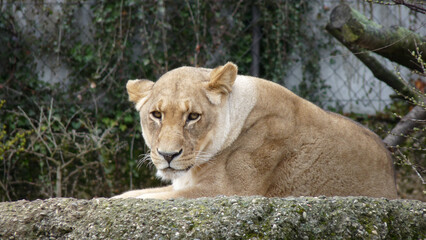 Switzerland, Basel, a lion lioness sitting on a rock