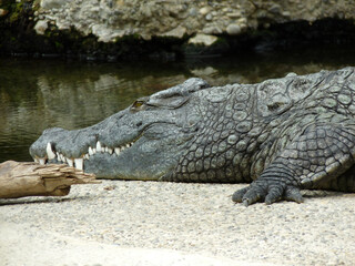 Switzerland, Basel, a crocodile on a rock