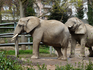 Fototapeta premium Switzerland, Basel, a baby elephant standing next to a fence