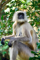 A female leader of the southern plains grey langur (baboon) is ordering her group to be alert.