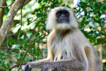 A female leader of the southern plains grey langur (baboon) is ordering her group to be alert.