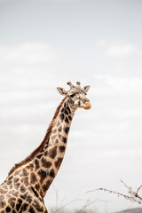 giraffe in the savannah