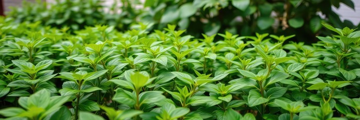 Fototapeta premium Greenery images, Fresh Green Leaves Background, Tropical Foliage images