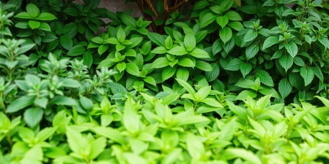 Fototapeta premium Greenery images, Fresh Green Leaves Background, Tropical Foliage images