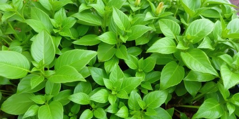 Greenery images, Fresh Green Leaves Background, Tropical Foliage images