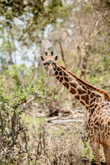 giraffe in the wild