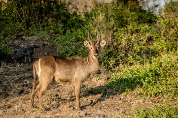 Animal in Africa