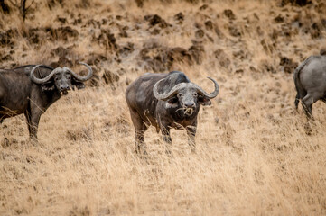 Obraz premium Cape Buffalo in the savannah