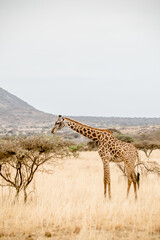 giraffe in the savannah