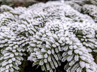 Frost covered ice crystals form on a fir tree branch