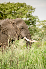 Obraz premium Elephant in Africa