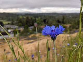 Blue wild flowers grow on a hillside overlooking the suburbs of Victoria BC Canada