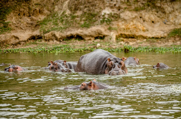 Hippo in Africa