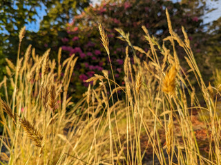 Golden sunset light illuminates grass with pink rhododendrons bloom in the background 