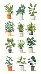 Houseplants in pots isolated on white background.