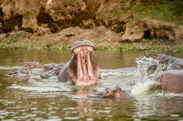Hippo in Africa