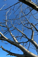 Bare Branches Against the Sky