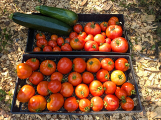 Harvested tomatoes and zucchini in the sun