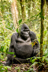 Gorilla