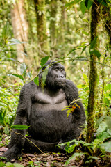 Gorilla