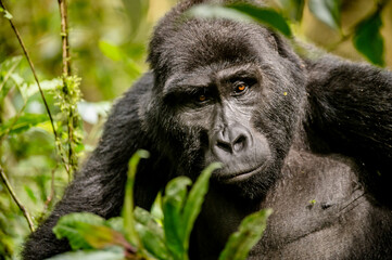 Gorilla © Amanda