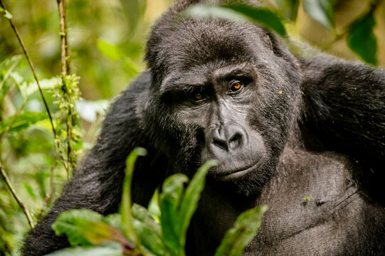 Gorilla