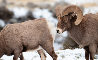Very mature bighorn ram with gnarly horns tailing a ewe.  Snow on the ground.