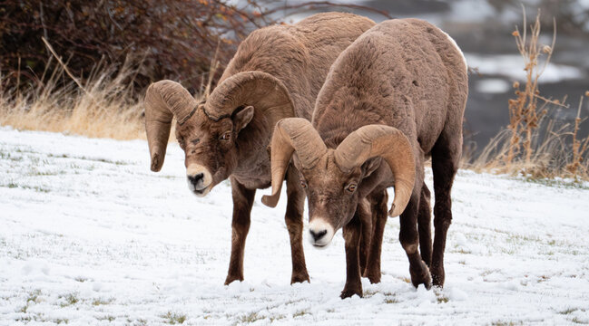 Two mature bighorn rams with gnarly horns.  Heads down staring straight ahead.  snow on the ground.