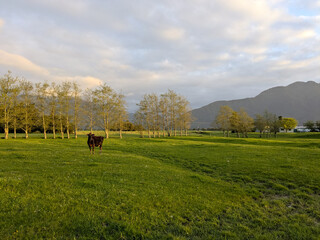 Panorama of a dairy farm with the peaks of the Southern Alps near Franz Joseph New Zealand in...