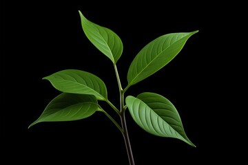 Fototapeta premium there is a small plant that is growing out of a vase