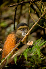 Golden Monkey