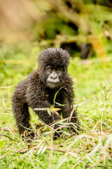 Baby Gorilla
