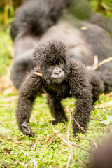 baby gorilla