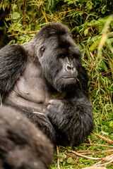 Silverback gorilla