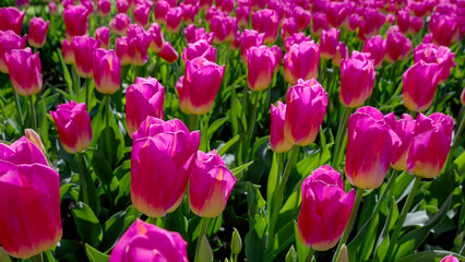 a close up of pink tulips with a white base at Keukenhof gardens near amsterdam, netherlands