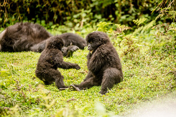 baby gorillas