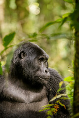 Gorilla in Uganda