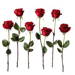 Seven Red Roses: A captivating bouquet of seven long-stemmed, deep red roses, elegantly arranged for a touch of timeless romance and passionate beauty.