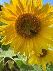 Obraz premium sunflower on a field